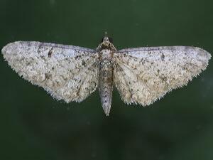 Eupithecia miserulata