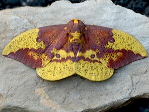 Eacles imperialis