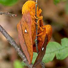 Anisota stigma