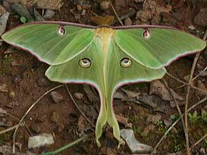 Actias luna