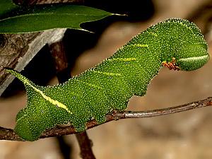 Paonias excaecata