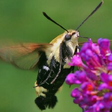 Hemaris diffinis