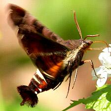 Amphion floridensis