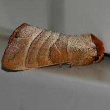 Datana integerrima