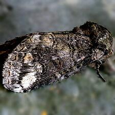 Heterocampa obliqua