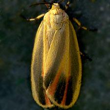 Hypoprepia fucosa