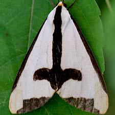 Haploa clymene