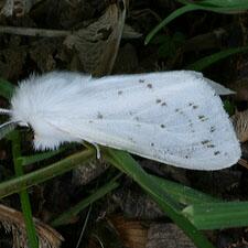 Spilosoma congrua