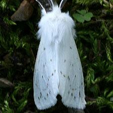 Spilosoma congrua