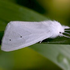 Spilosoma virginica