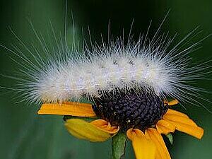 Spilosoma virginica