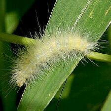 Spilosoma virginica