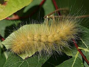 Spilosoma virginica