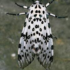 Hypercompe scribonia