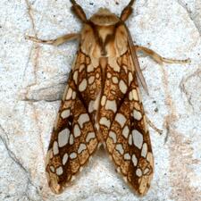 Lophocampa caryae