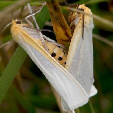 Cycnia tenera