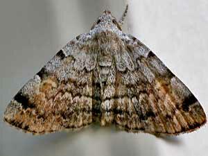 Idia americalis