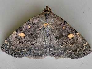 Idia aemula