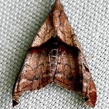 Palthis angulalis