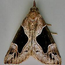 Hypena manalis