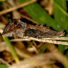 Hypena scabra