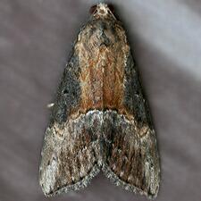 Hypena scabra