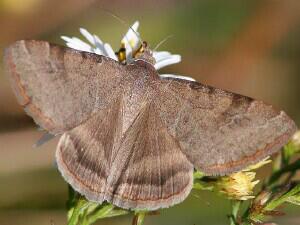 Caenurgina crassiuscula