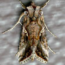 Autographa precationis