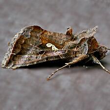 Autographa precationis