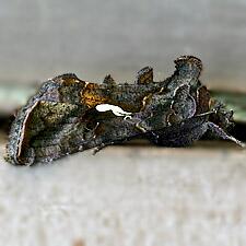 Autographa precationis