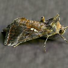 Autographa bimaculata