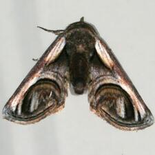 Paectes oculatrix