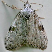 Meganola minuscula