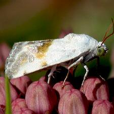 Ponometia candefacta