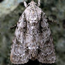 Acronicta rubricoma