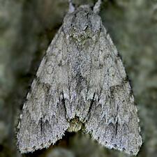 Acronicta americana