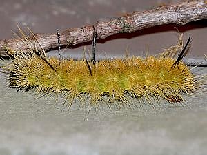 Acronicta americana