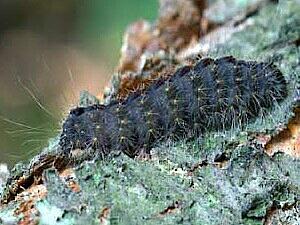 Acronicta hasta