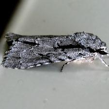 Acronicta hasta