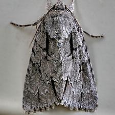 Acronicta hasta