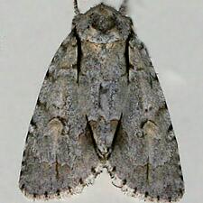 Acronicta lobeliae