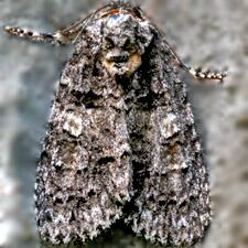 Acronicta increta