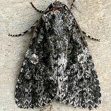 Acronicta afflicta