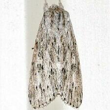 Acronicta oblinita