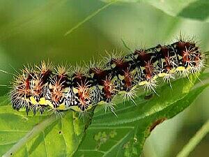 Acronicta oblinita