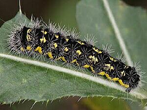 Acronicta oblinita