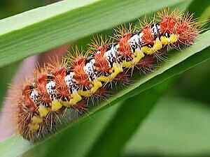 Acronicta oblinita