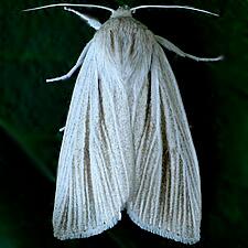 Acronicta insularis