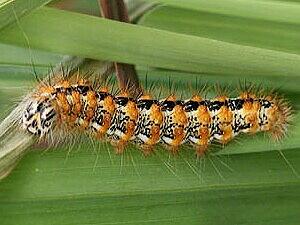 Acronicta insularis