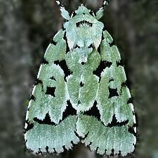 Acronicta fallax